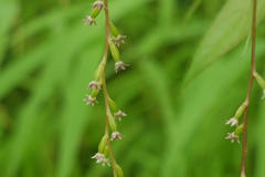 Dioscorea belophylla